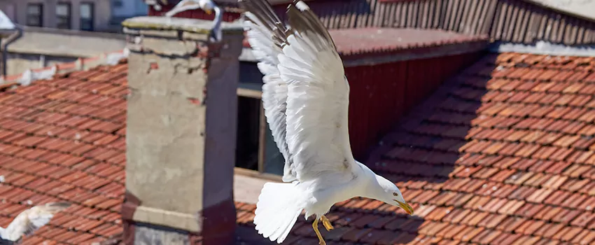 Residential Chimney Animal Removal Solution in Rancho San Diego, CA